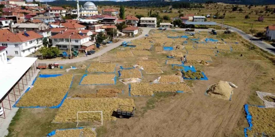 Zirai ilaç yok, susuz üretim var! Hasadı başladı: Sofraların olmazsa olmazı 120 liraya satışta 4